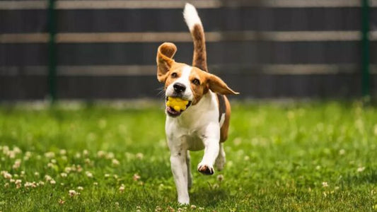 3 dingen die jouw actieve hond in zijn maaltijd moet hebben!