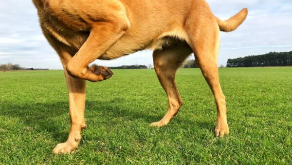 Wat is artrose bij honden? Symptomen, preventie en natuurlijke behandeling