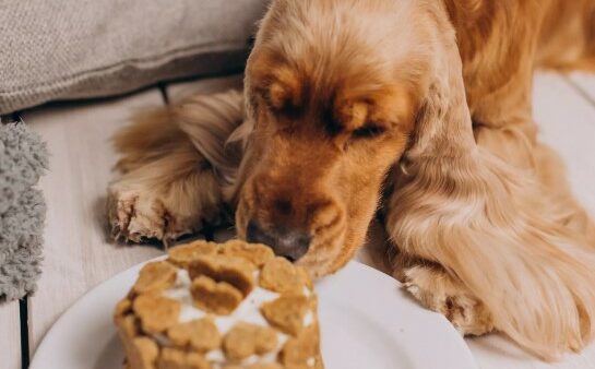 Hond een voedselallergie?