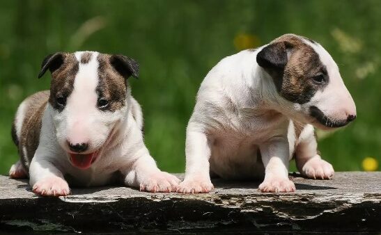 Castraties preoperatieve en postoperatieve procedure