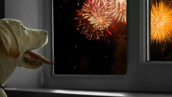 De angst van honden voor vuurwerk