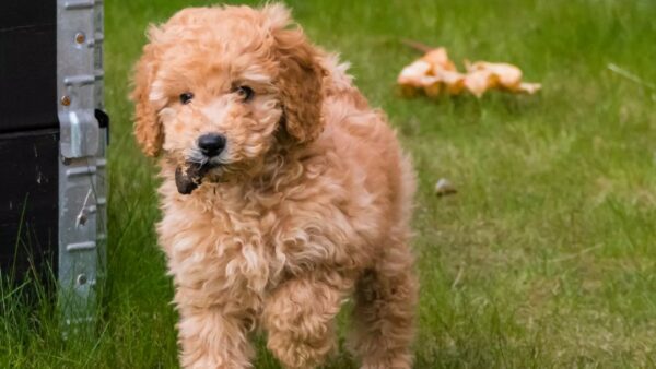 Waarom eet mijn hond uitwerpselen?