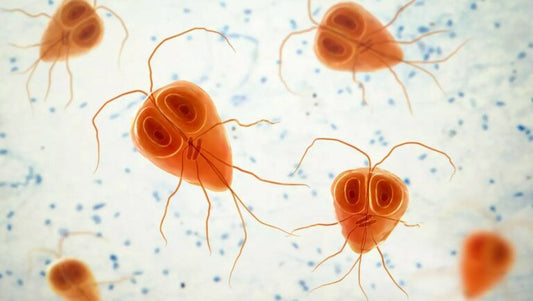 Giardia bij honden