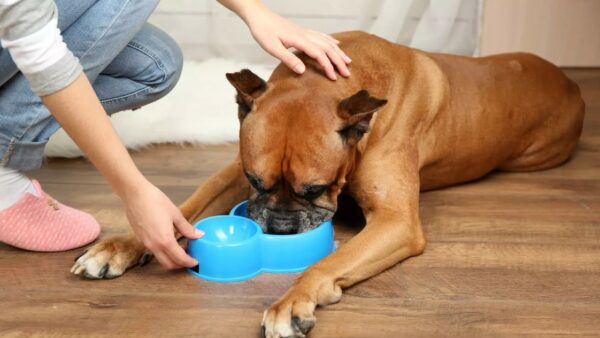 Dehydratie bij honden