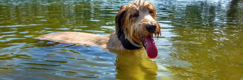 Het gevaar van blauwgroene algen voor honden