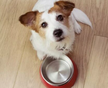 Honden met een gevoelige spijsvertering