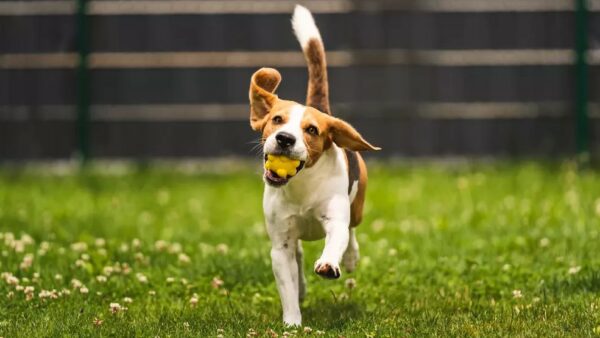 3 dingen die jouw actieve hond in zijn maaltijd moet hebben!