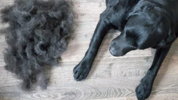 Overmatig verharen bij honden: Hoeveel verharen is normaal en hoe kun je verharen voorkomen?