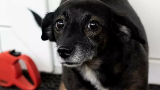 Hoe een hond te helpen die bang is?