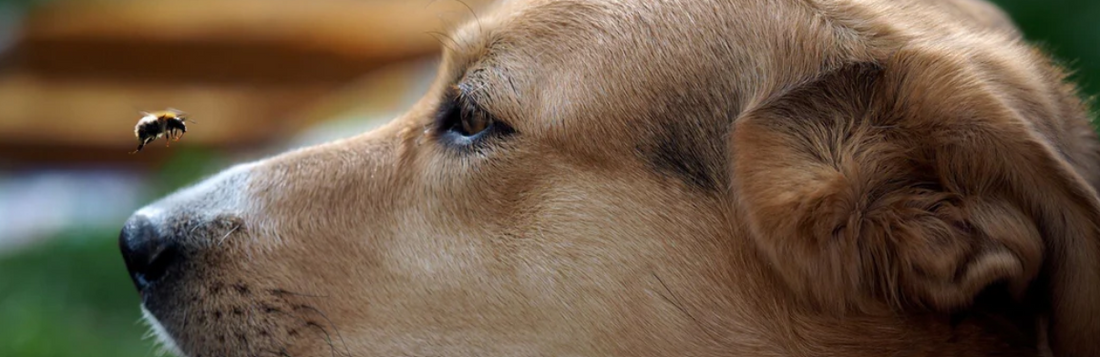 Insectensteken van bijen en wespen bij honden, symptomen en eerste hulp