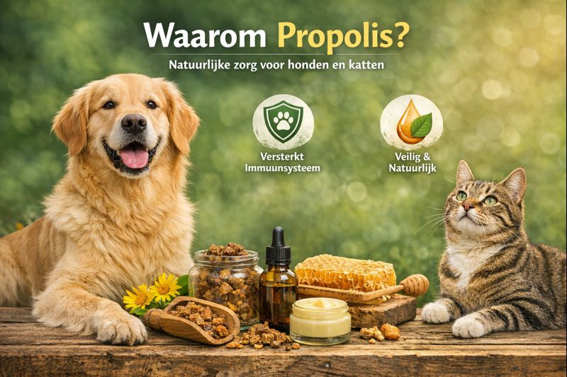 Waarom propolis?