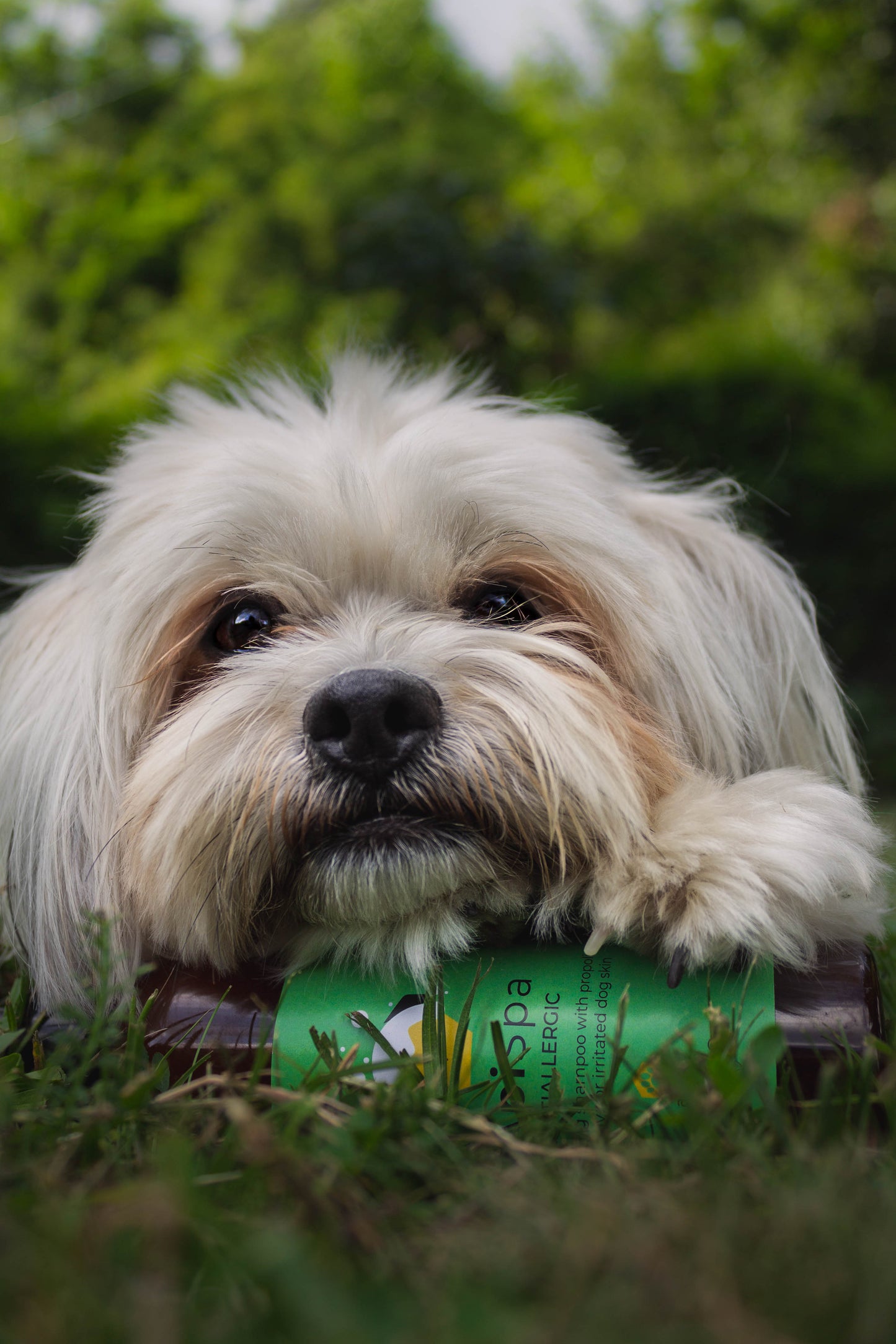 Apispa Antiallergische shampoo 250ml