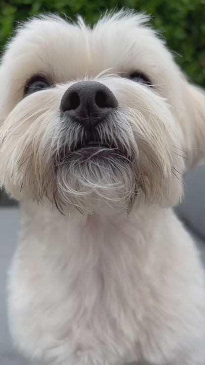 Hondenvoer Apifood Classic Kalkoen