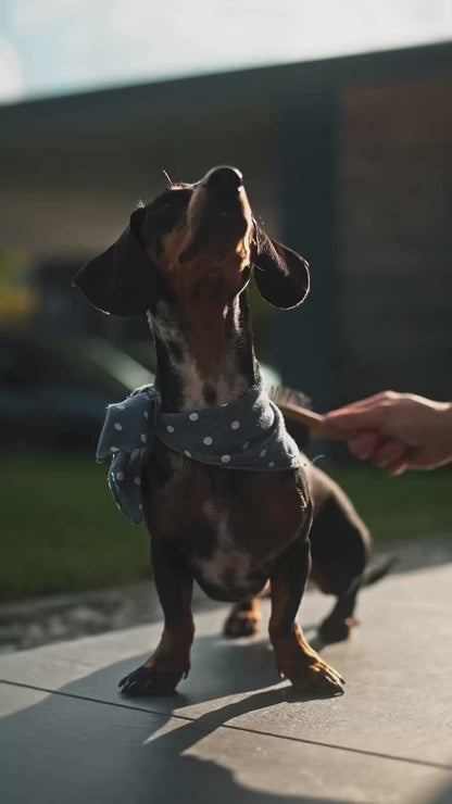 Honden Supplementen Apipet Skin