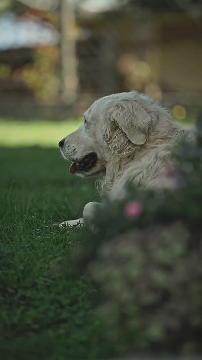 Honden Supplementen Apipet Flexi