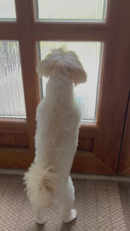 Hondenvoer Apifood Sensitive Zalm