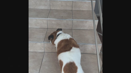 Honden Supplementen Apipet Flexi