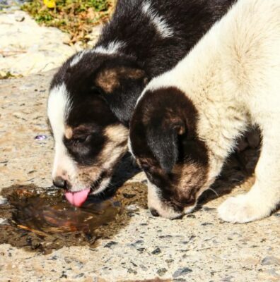 Giardia chez les chiens