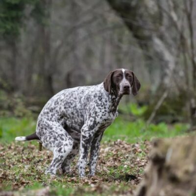 Giardia chez les chiens