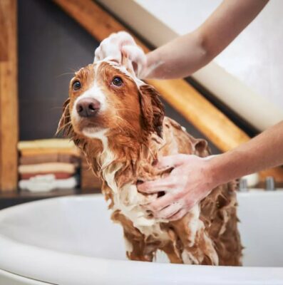 Giardia chez les chiens