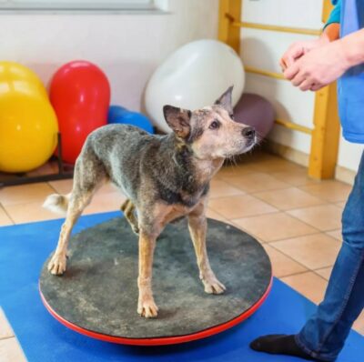 Was ist Osteoarthritis bei Hunden? Symptome, Prävention und natürliche Behandlung