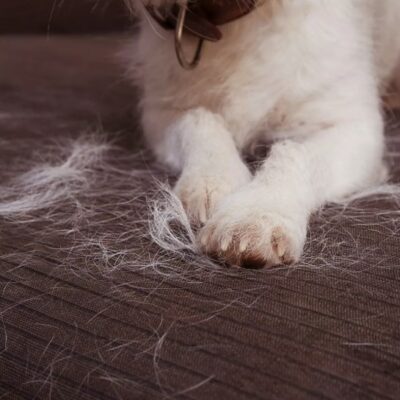 Excessive shedding in dogs: How much shedding is normal and how can you prevent shedding?