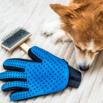 Excessive shedding in dogs: How much shedding is normal and how can you prevent shedding?